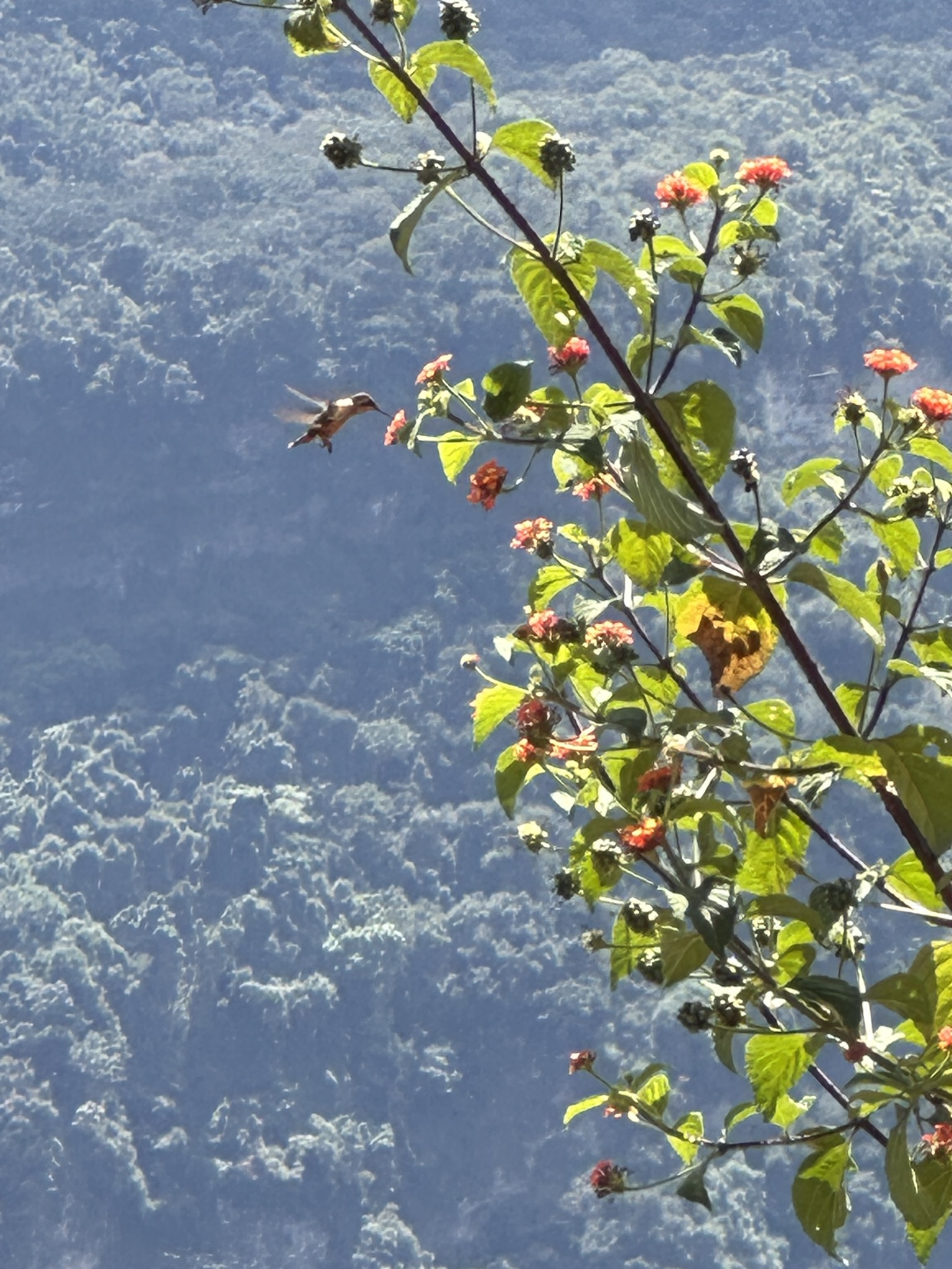 Casa del Bosque de Nubes 3